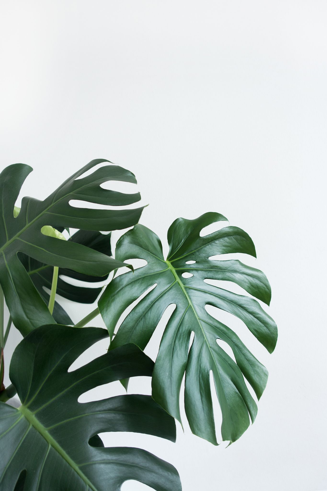 The Health Benefits Of Houseplants Private Life A Girl