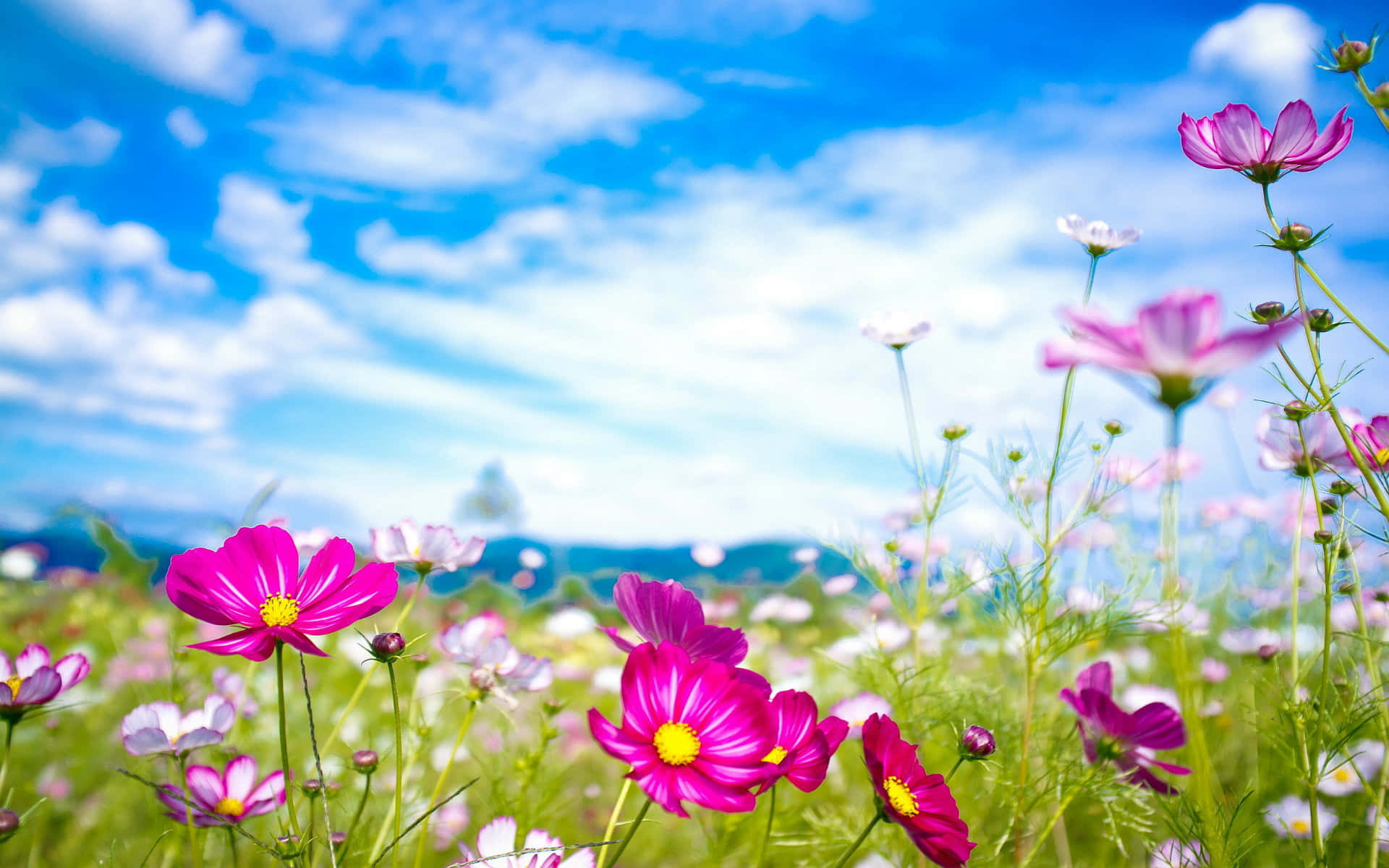 Wildflowers Yb86v917errleox7 Wallpaper