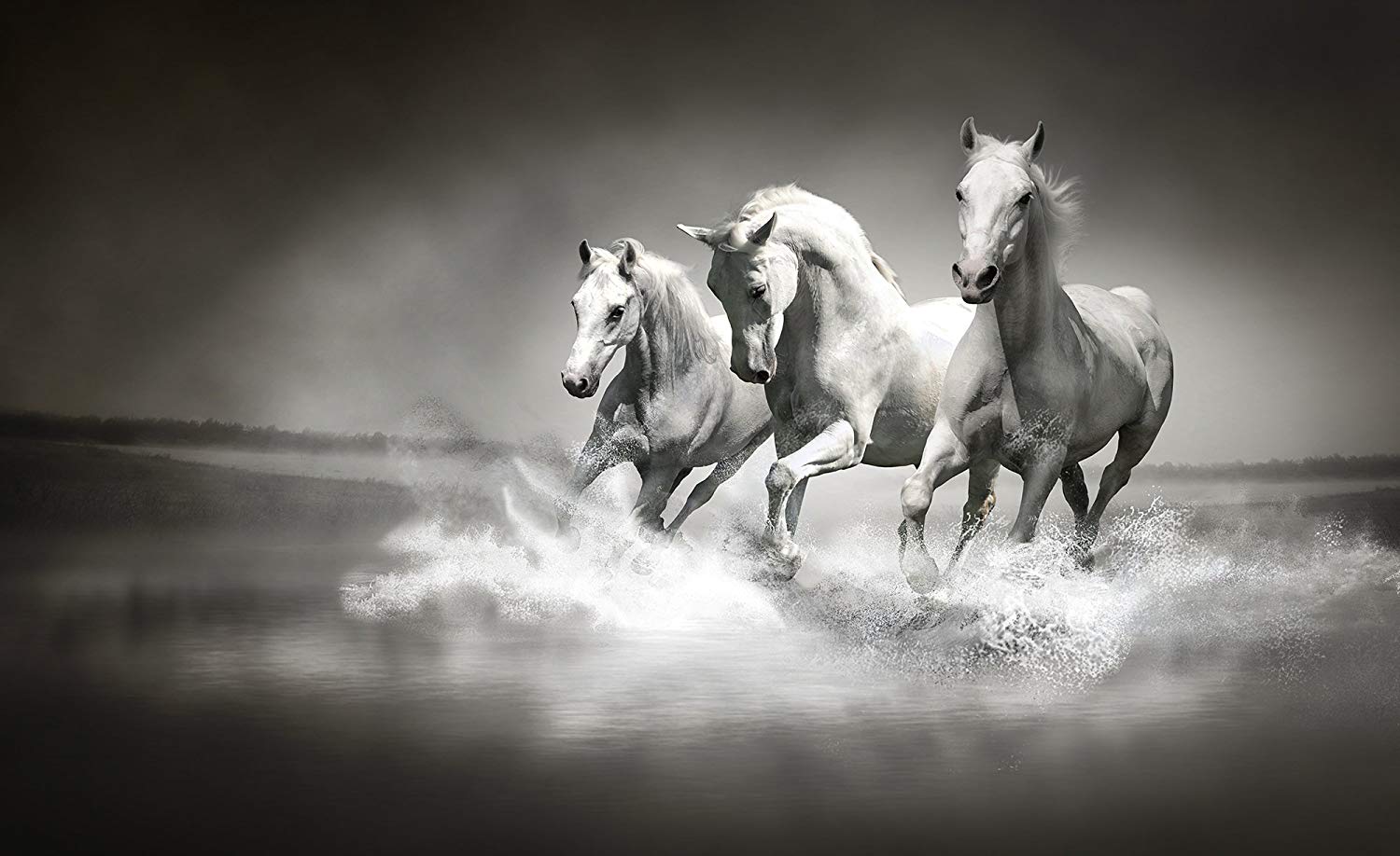Galloping Horses Black And White Wallpaper Mural By Consal