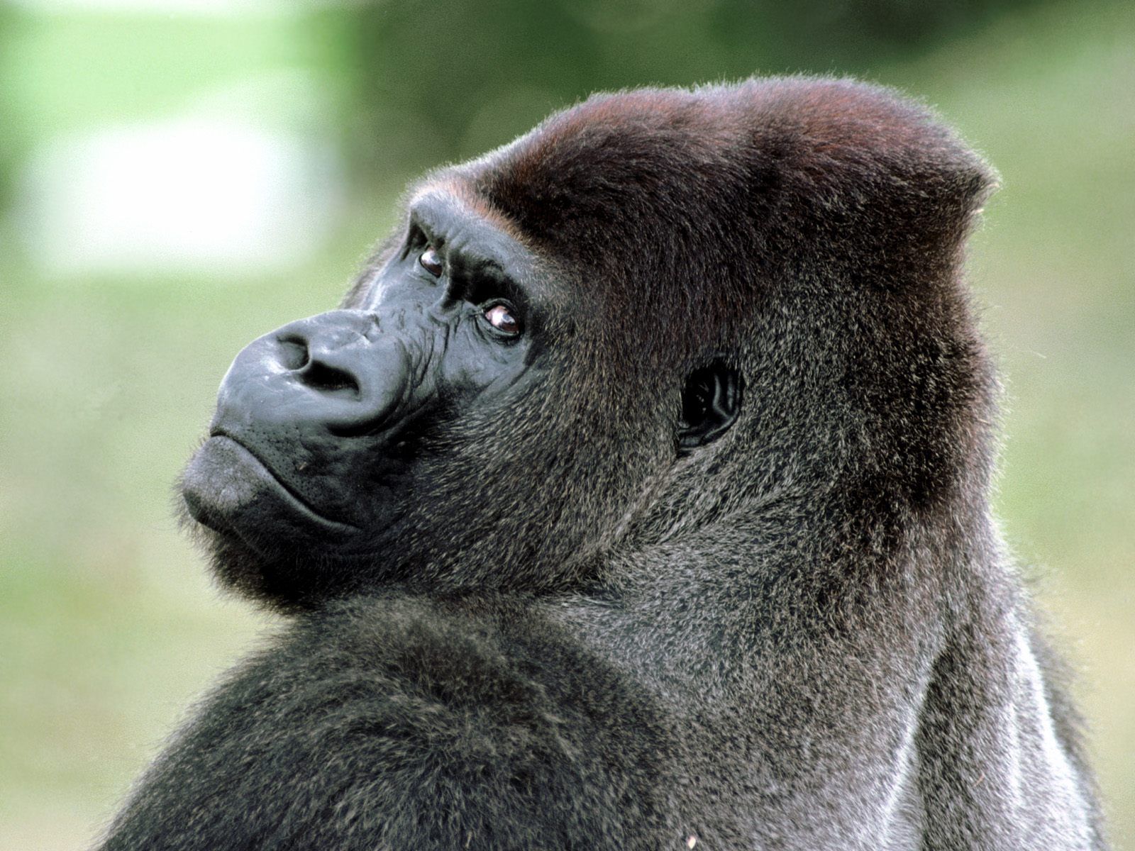 Funny Gorilla Wallpaper For Desktop Animal