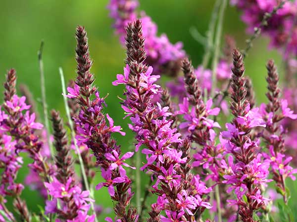 Wallpaper of purple Loosestrife wildflowers at Naturescape wildflower