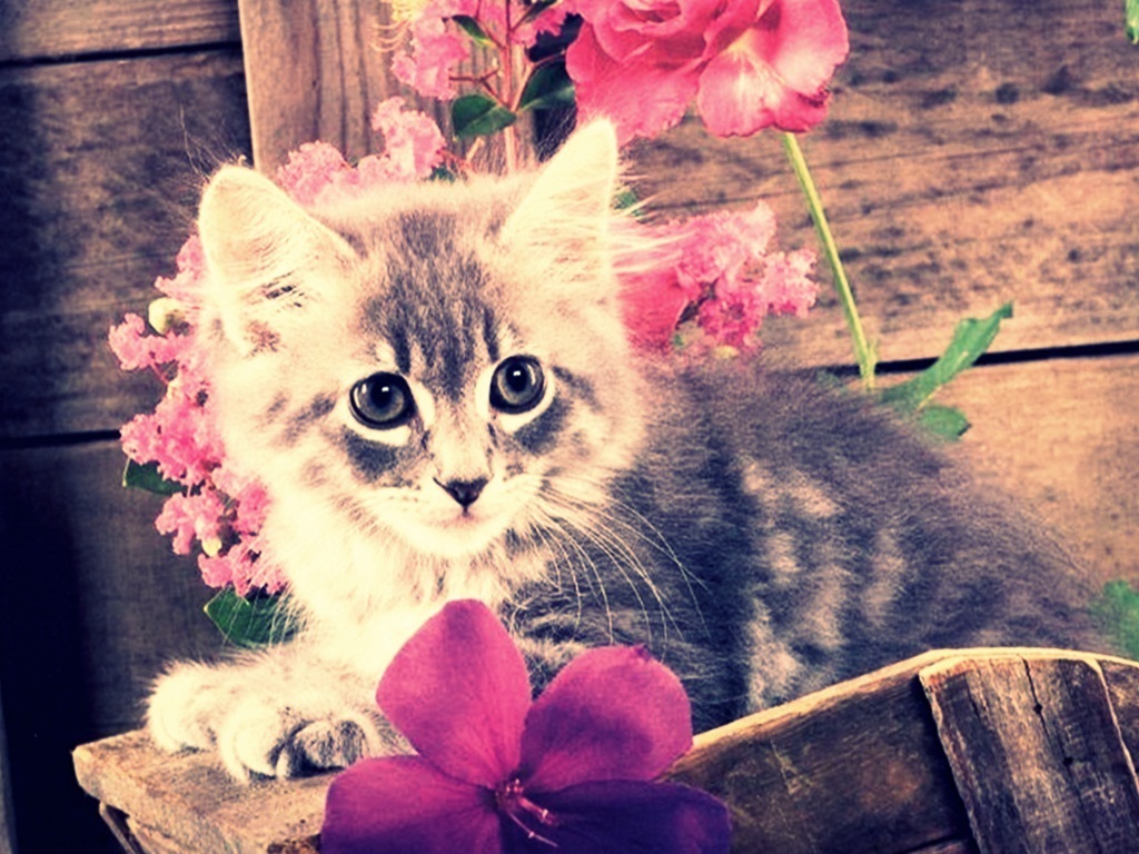 Cute Kitten Gattini Teneri Wallpaper