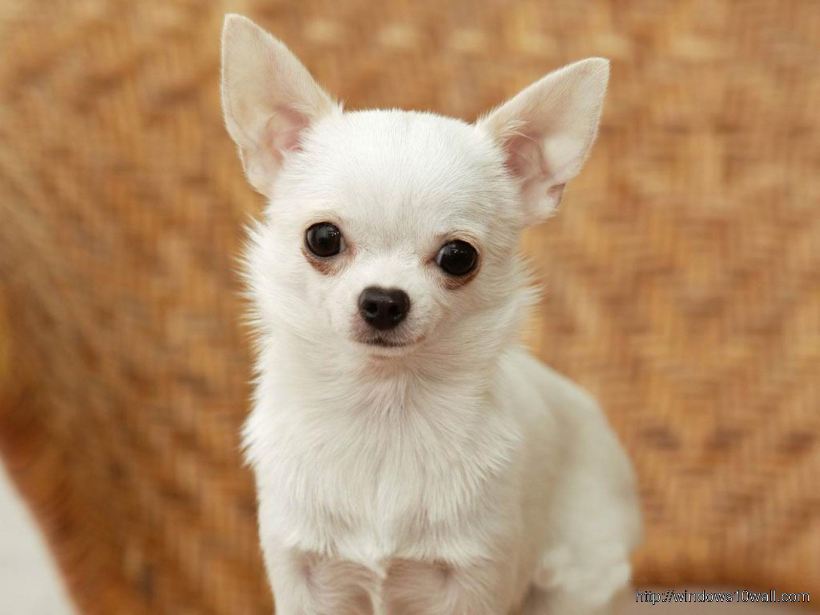 Chihuahua Wallpaper Cute