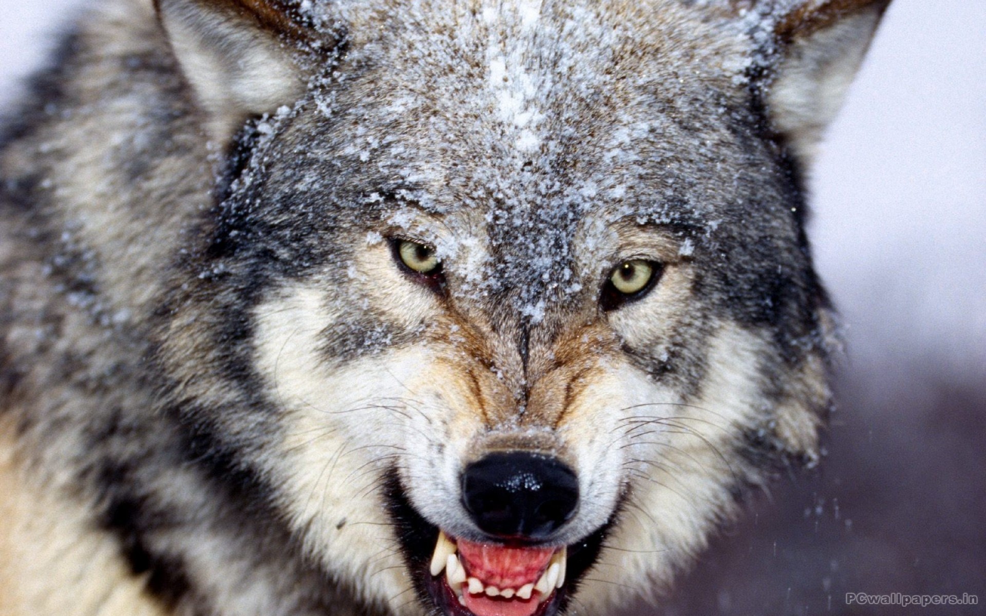 Wolf HD Wallpaper 1080p