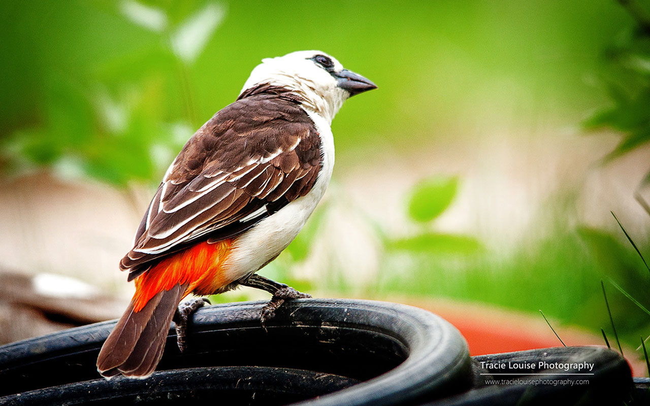 Colorful bird Microsoft official wallpaper 7 Animal Wallpapers 1280x800