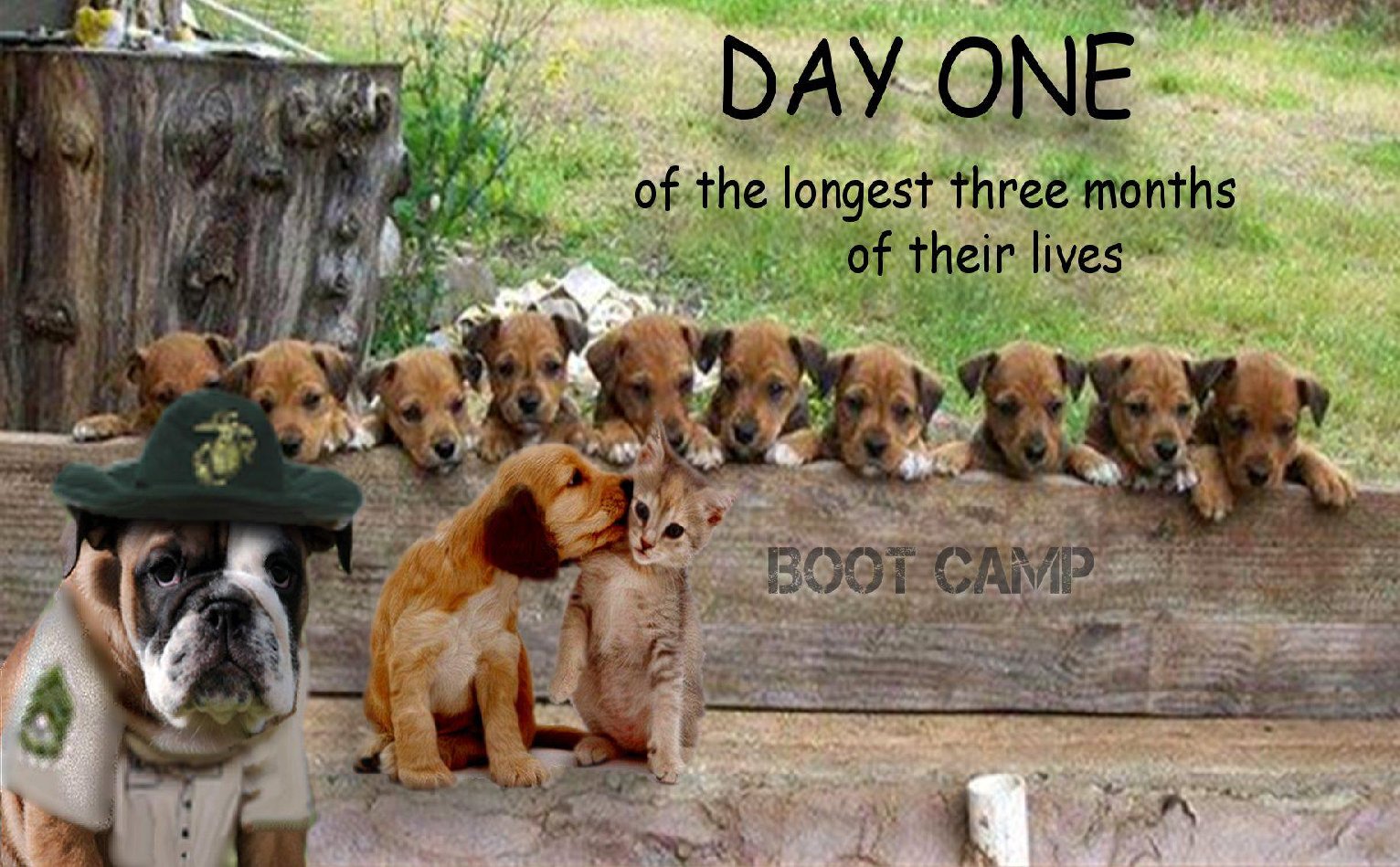 Usmc Hond Boot Camp Wallpaper