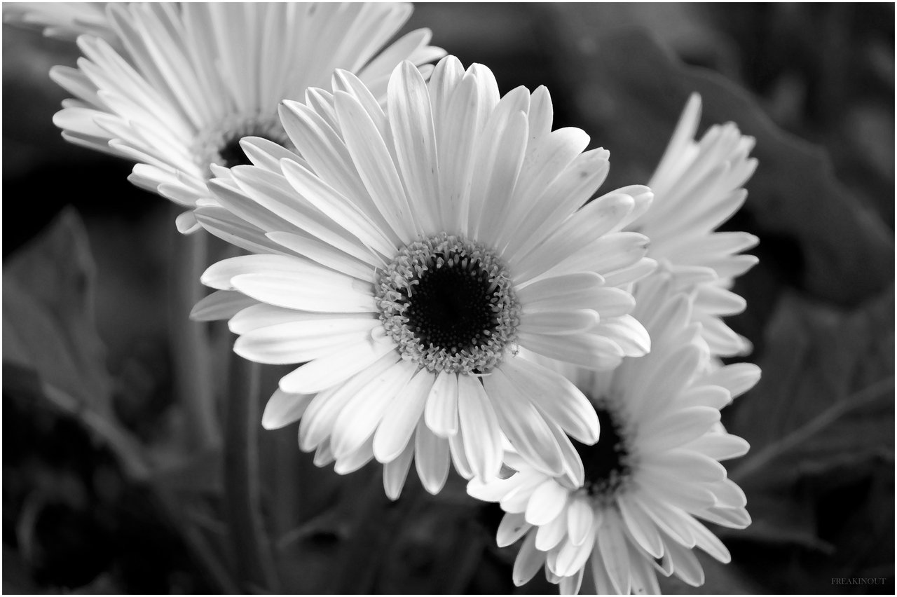 White Flower Quotes Wallpaper