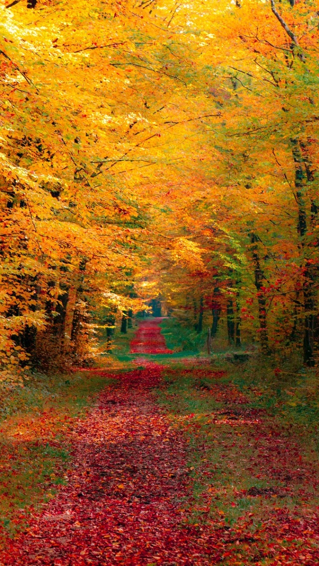 Autumn Forest iPhone Wallpaper