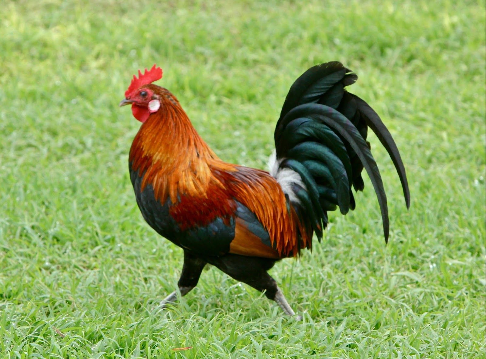  46 Rooster Wallpapers WallpaperSafari