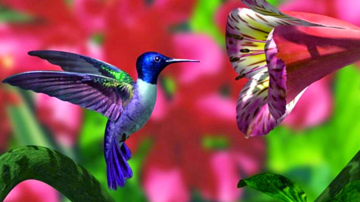 Hummingbird Wallpaper Desktop - WallpaperSafari