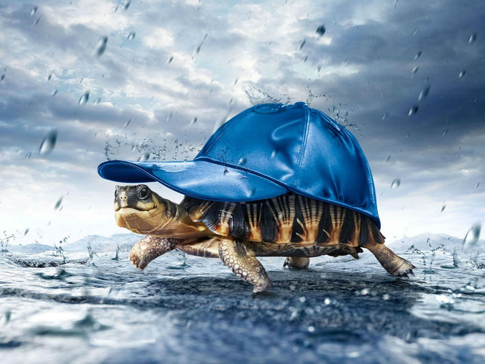 Tortoise Desktop Rain Wallpaper HD Image Of