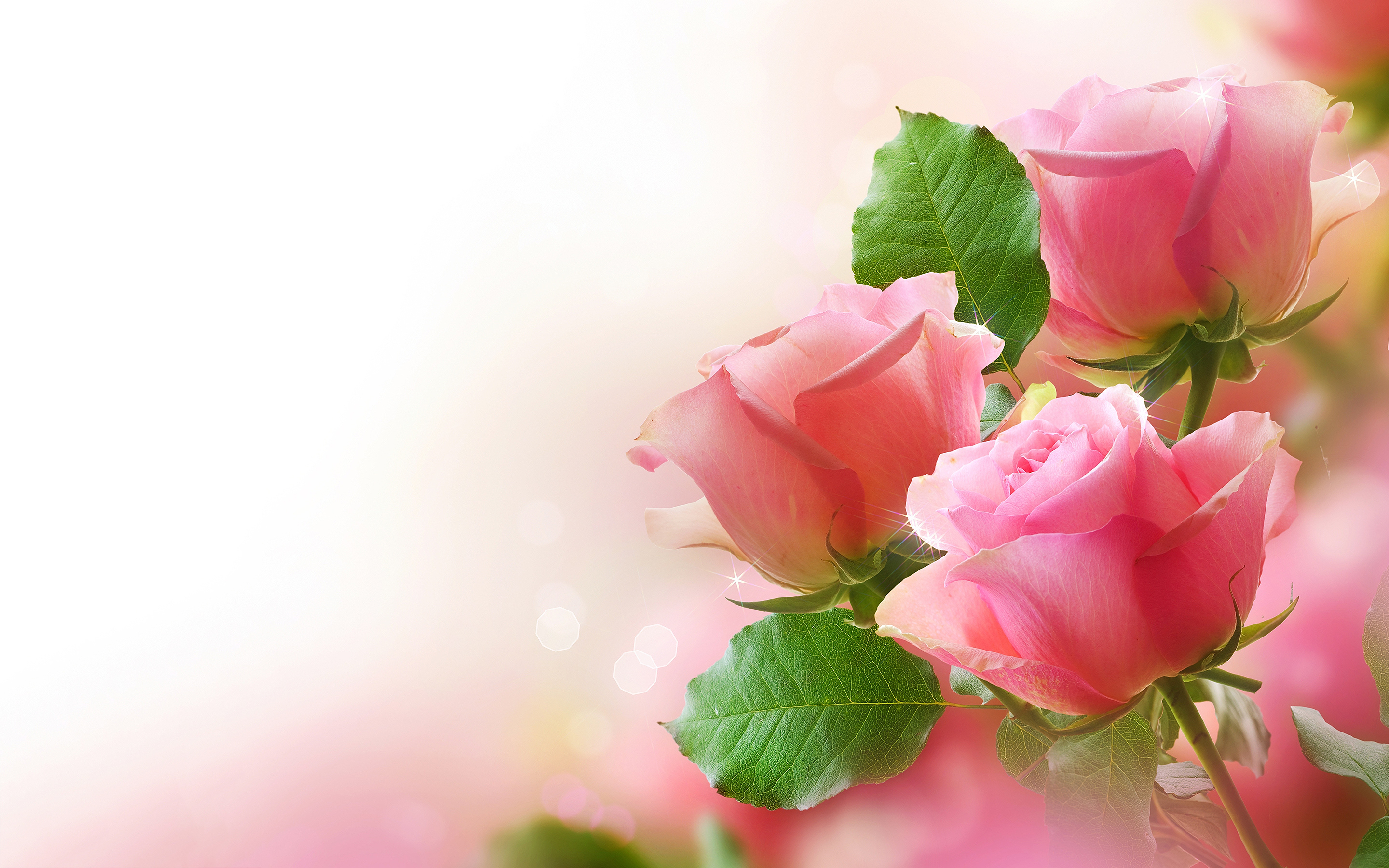Three pink roses in soft focus against a light pink background create a beautiful and romantic wallpaper