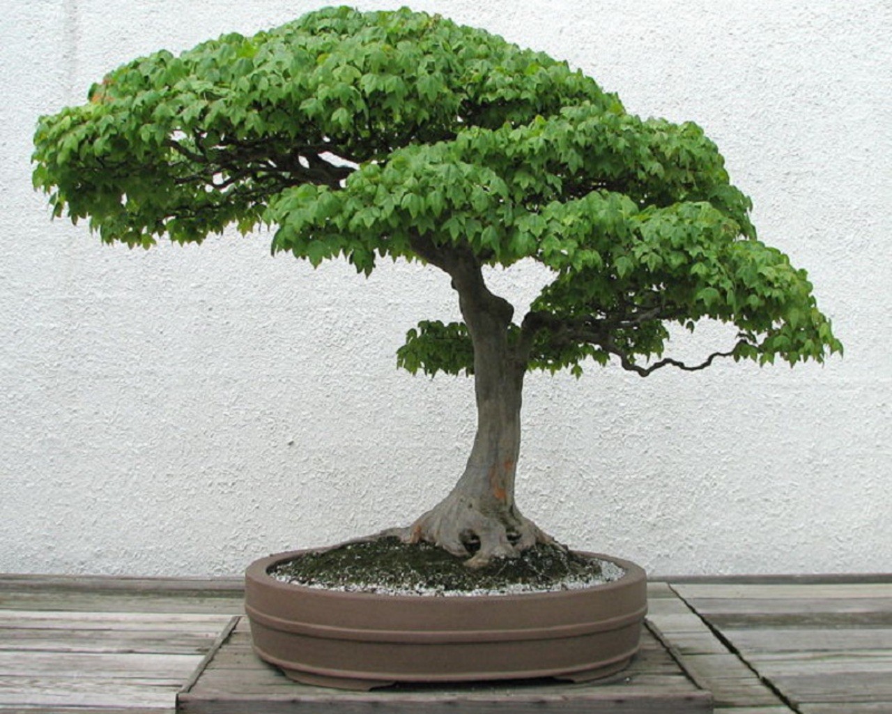 bonsai tree art wallpaper