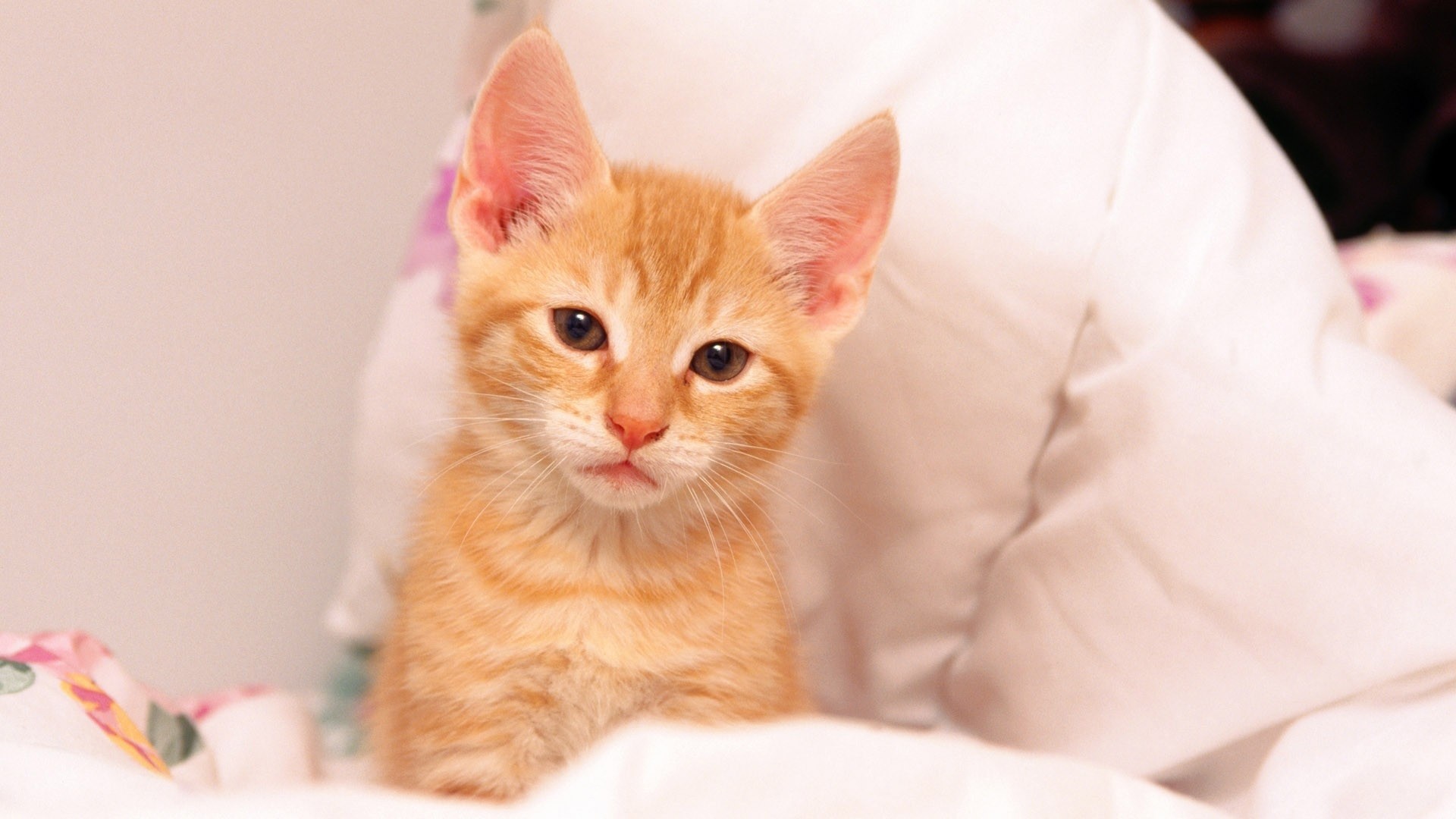 Cure Little Orange Kitten Desktop Pc And Mac Wallpaper