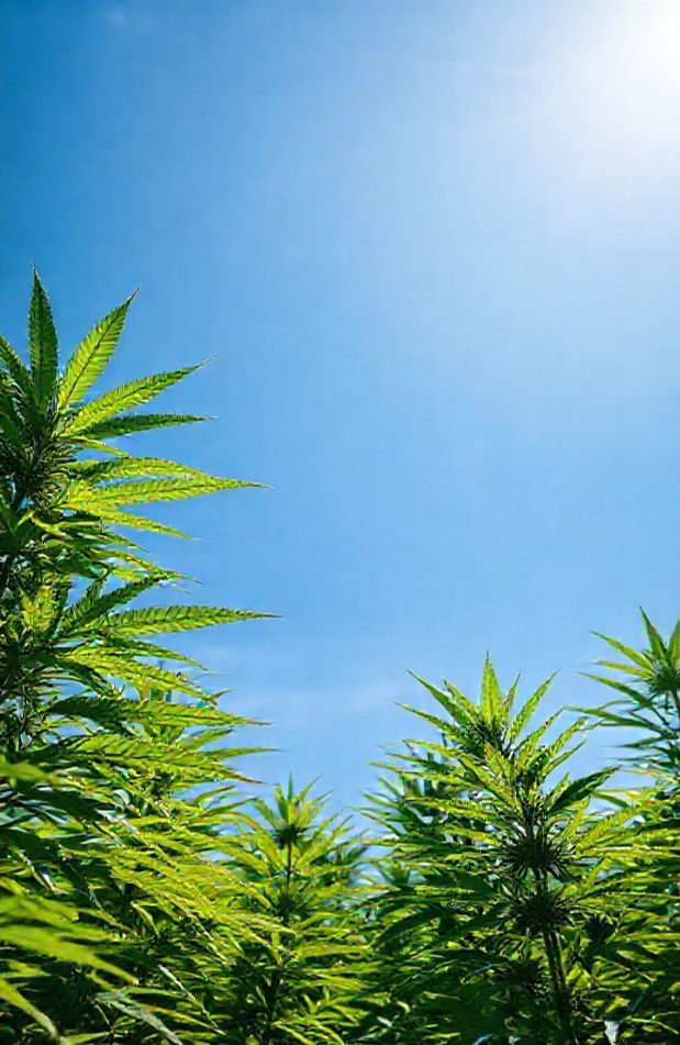 Marijuana Wallpaper And Screensavers