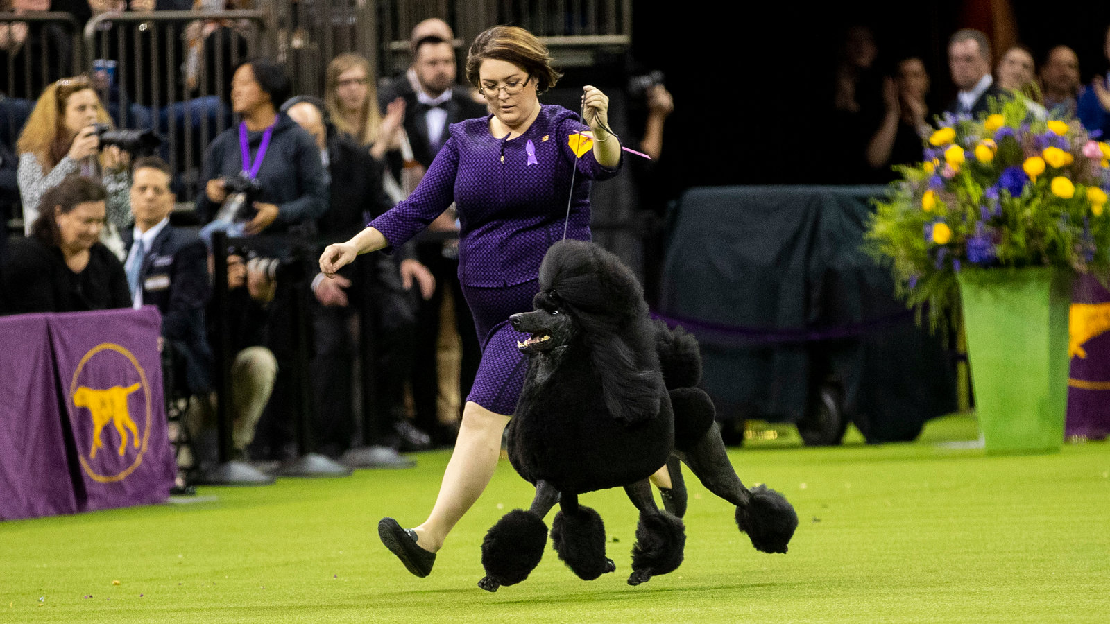Siba The Standard Poodle Wins Westminster Dog Show New York