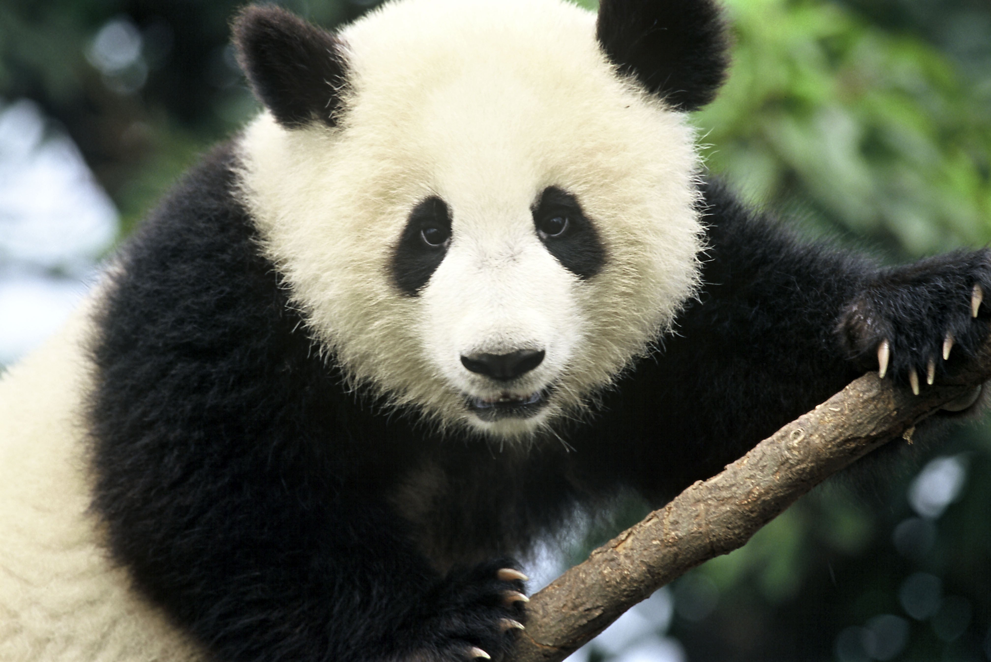 Panda Pandas Baer Bears Baby Cute Wallpaper HD