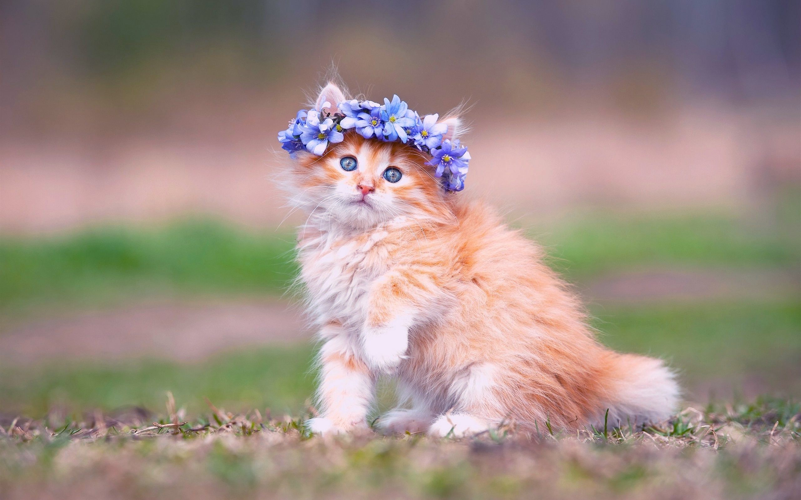 An adorable ginger kitten sits in a field of grass, wearing a crown of delicate blue flowers. Its bright blue eyes look directly at the viewer, creating a heartwarming and captivating scene