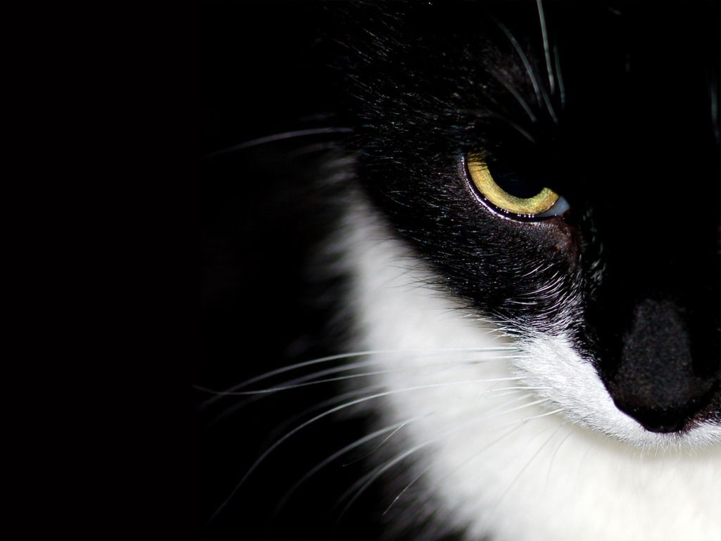Intense Tuxedo Cat Desktop Nexus Wallpaper Cats And Kittens