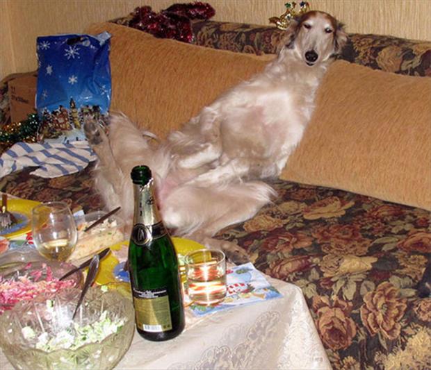 Dog Party Wtf Animal Pictures Dump A Day
