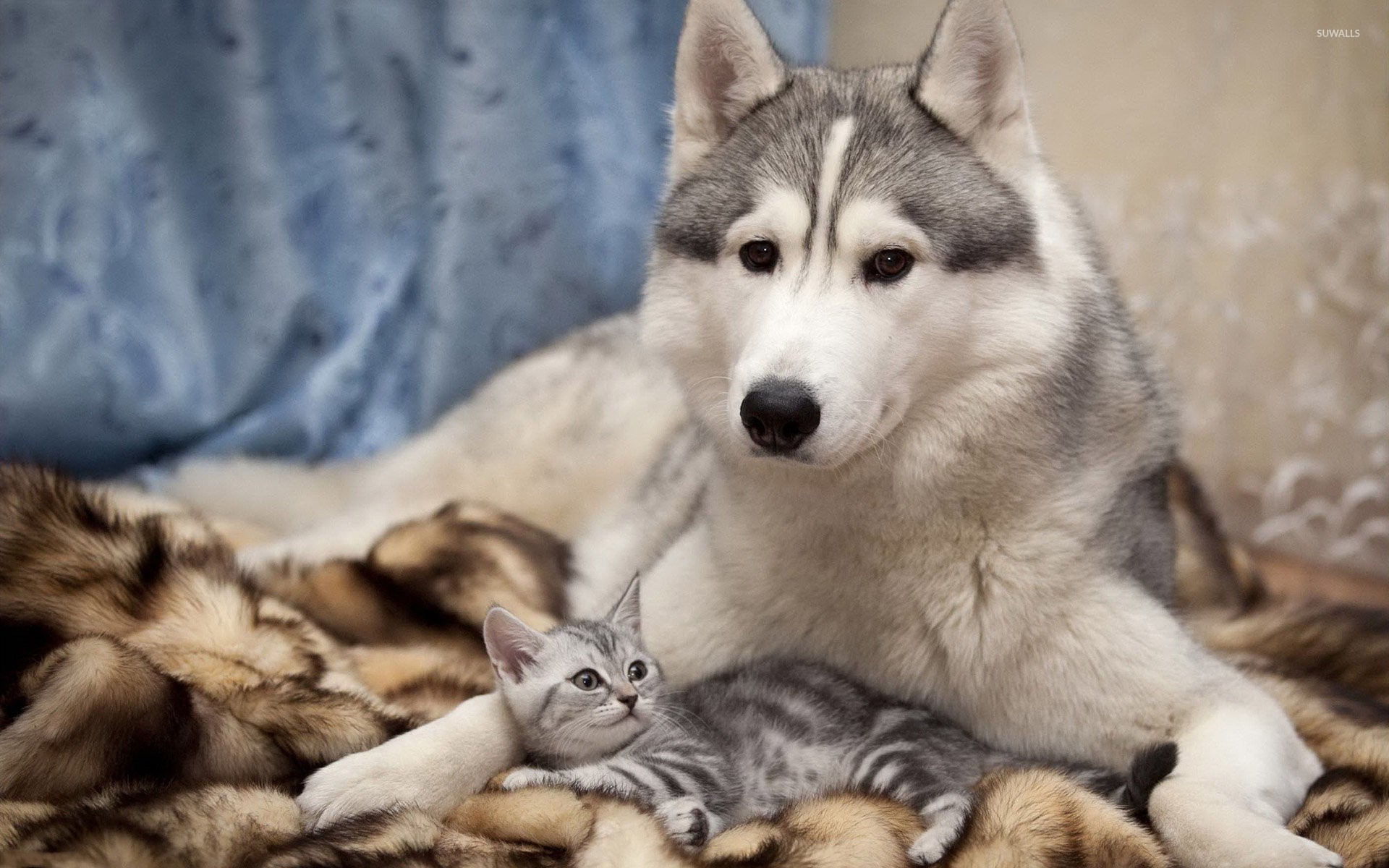 Siberian Husky With A Kitten Wallpaper Animal