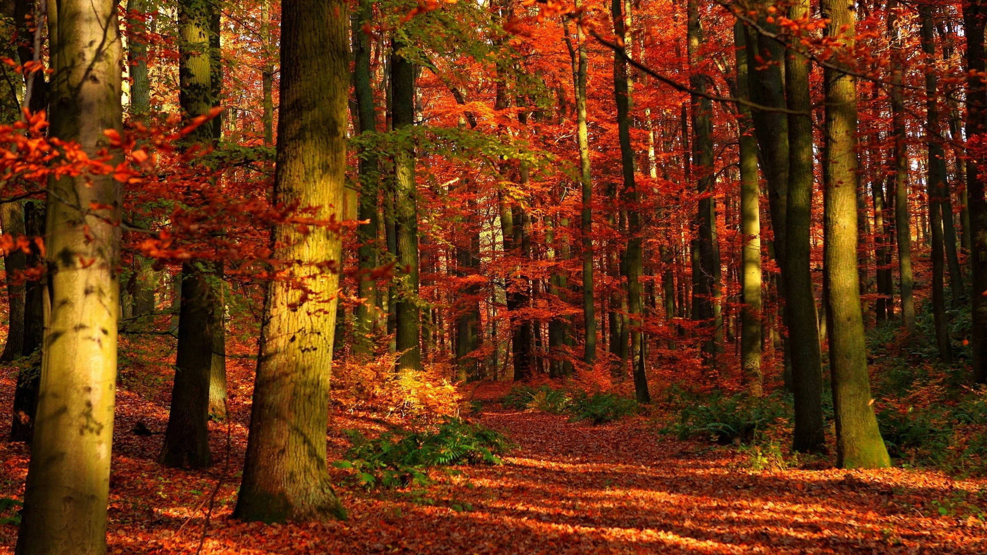 Cute Fall Phone Wallpaper