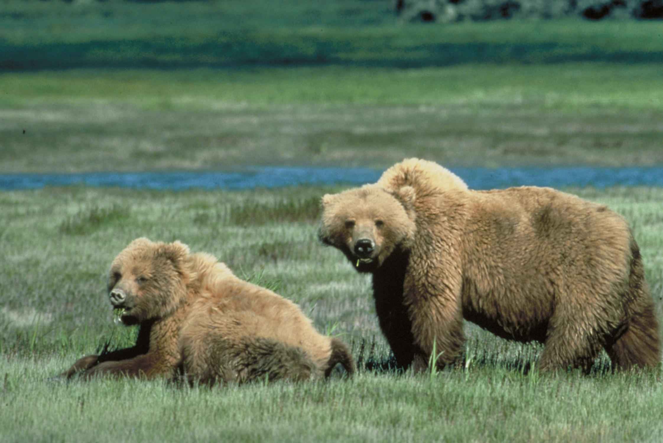 Grizzly Bears HD Wallpaper Animals