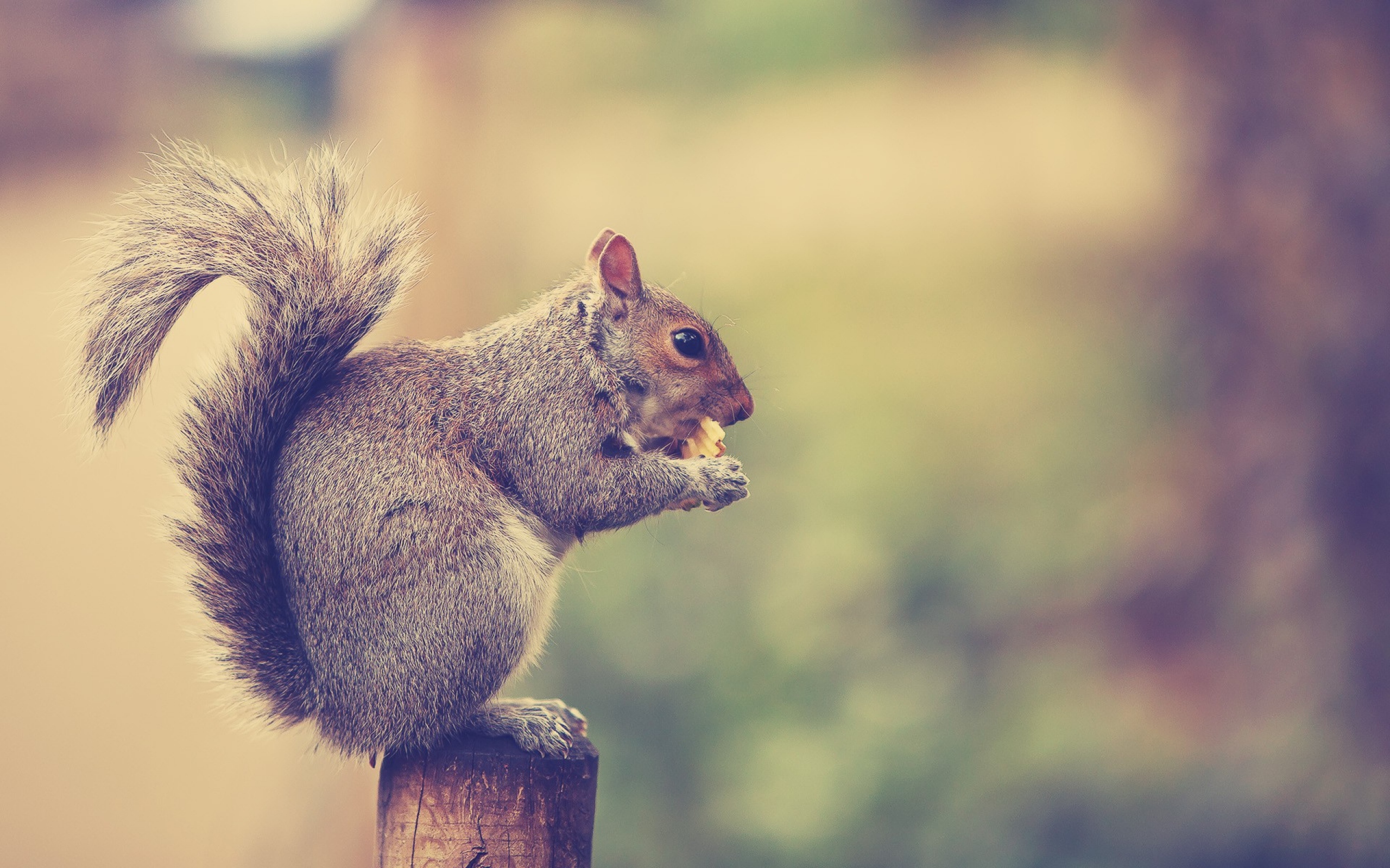 Free download Squirrel Wallpapers Best Wallpapers [2560x1600] for your  Desktop, Mobile & Tablet | Explore 71+ Squirrel Wallpaper | Bing Squirrel  Wallpaper, Funny Squirrel Wallpaper, Baby Squirrel Wallpaper