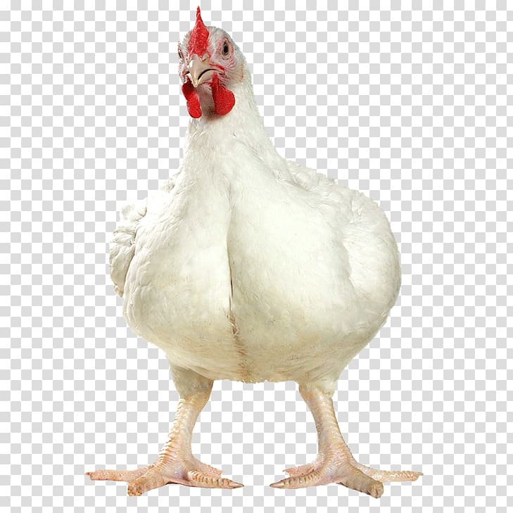 Cornish Chicken Broiler Poultry Farming Egg Transparent
