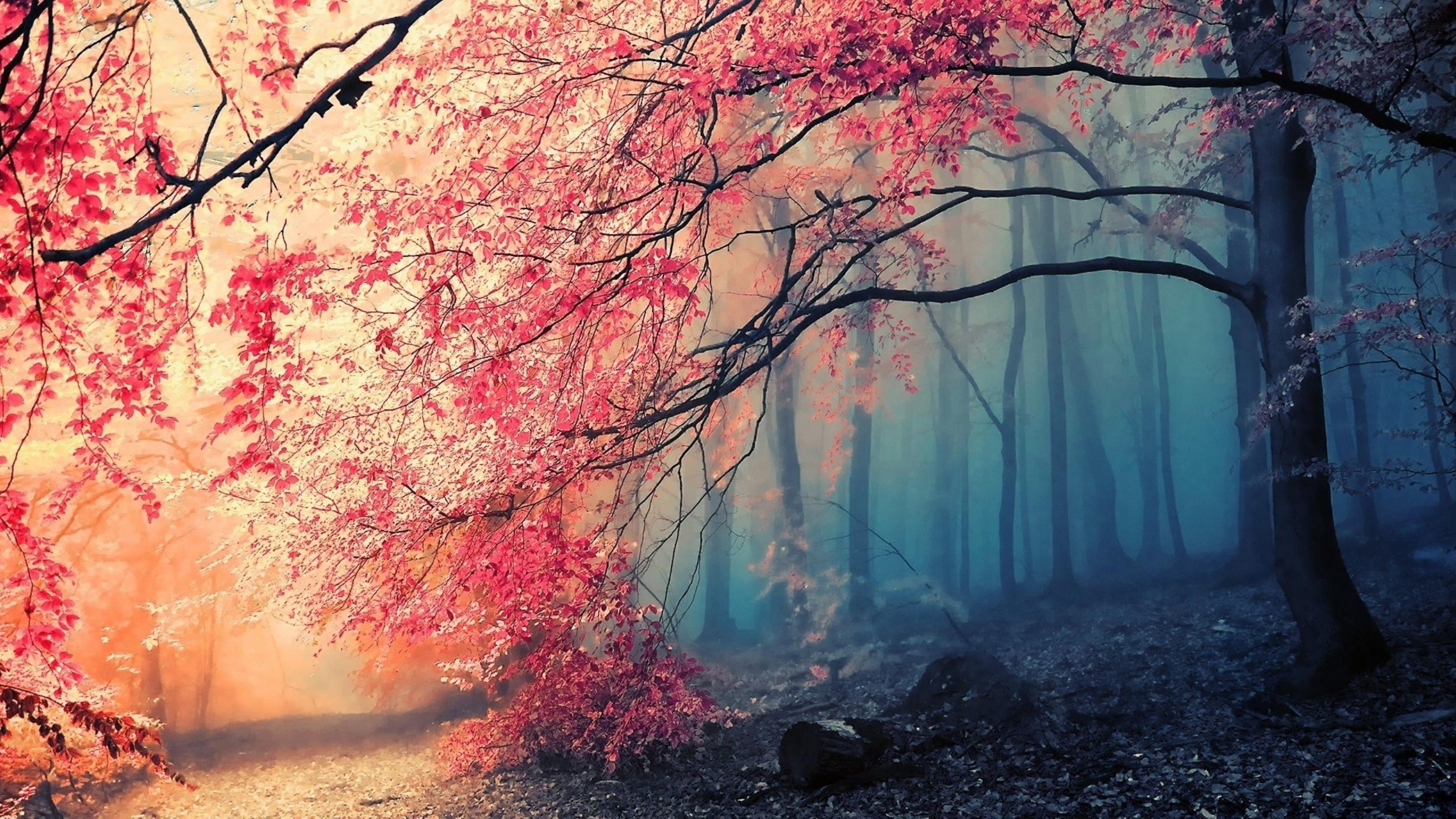 Enchanted Forest Desktop Background: A mystical forest scene with vibrant pink foliage and a soft blue mist, creating a magical and serene atmosphere