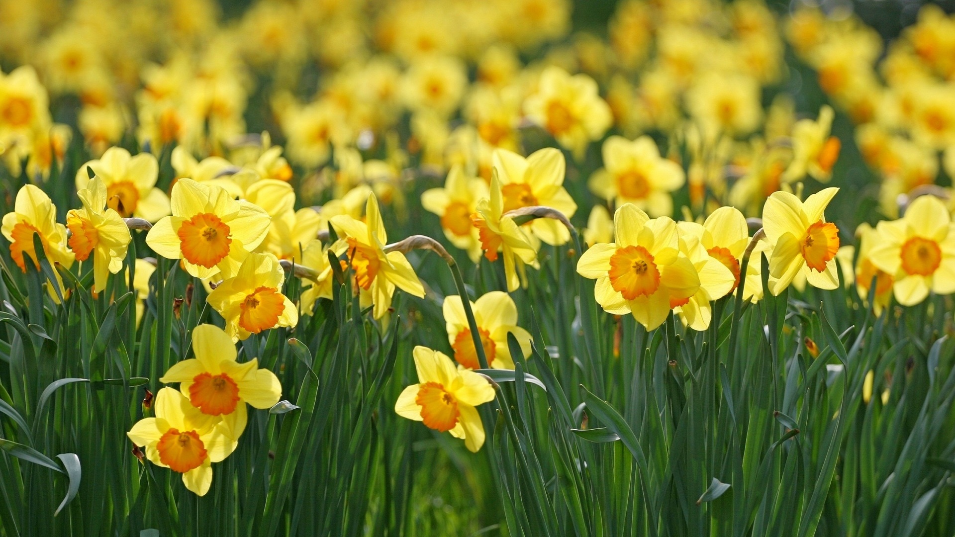 Daffodils Wallpaper Background Related Keywords