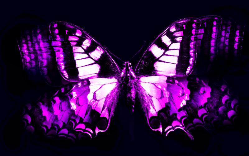 HD Purple Butterfly Wallpaper