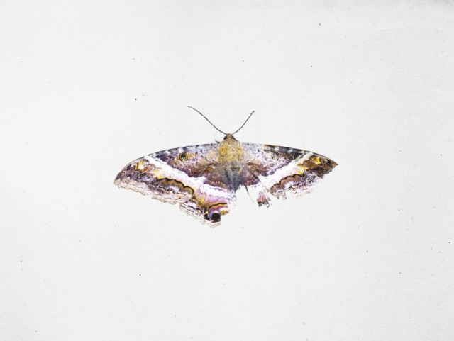 Who S On Kendrick Lamar To Pimp A Butterfly Stereogum