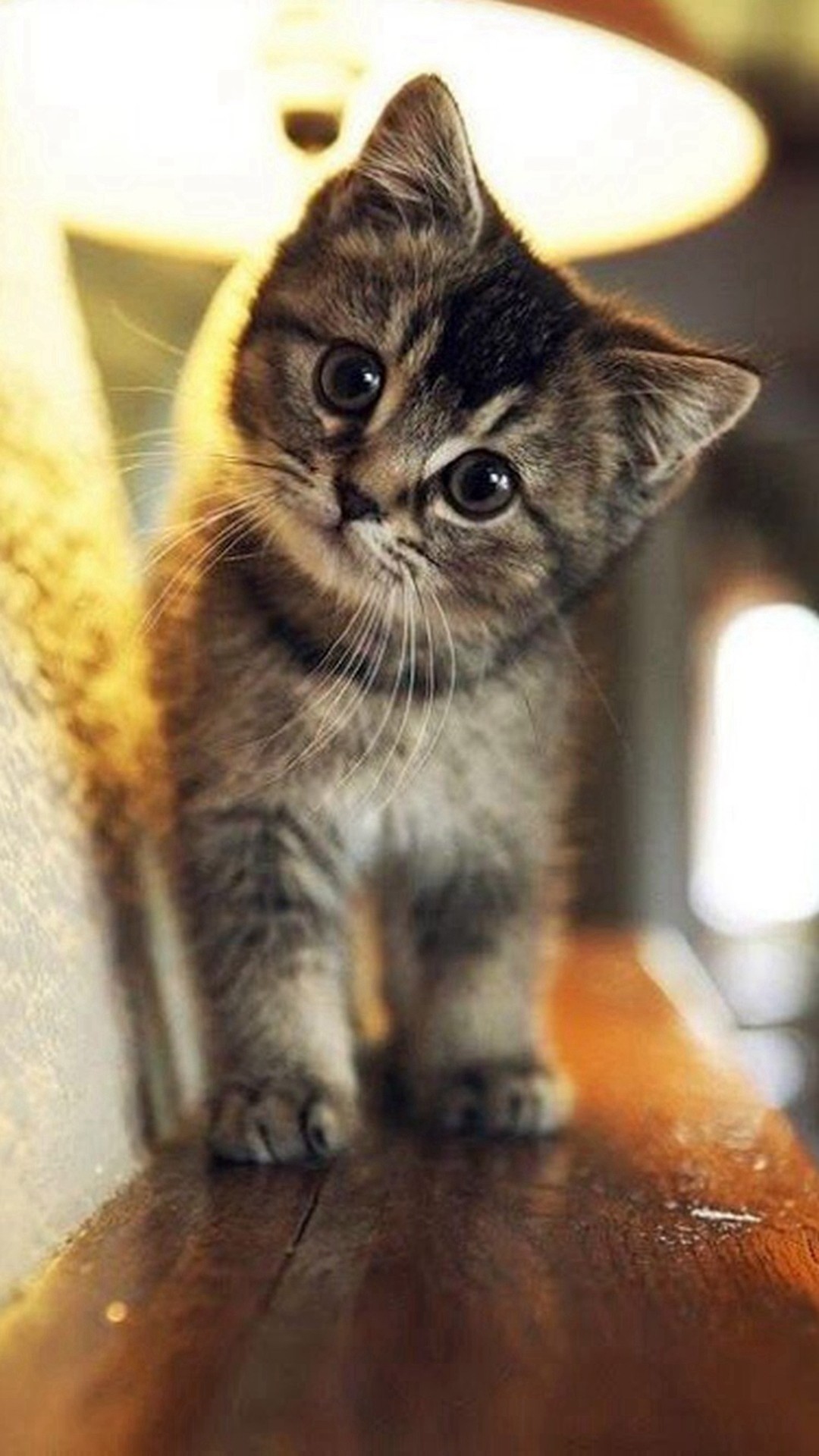 A cute tabby kitten with large, curious eyes peers over a wooden surface, illuminated by a warm lamp