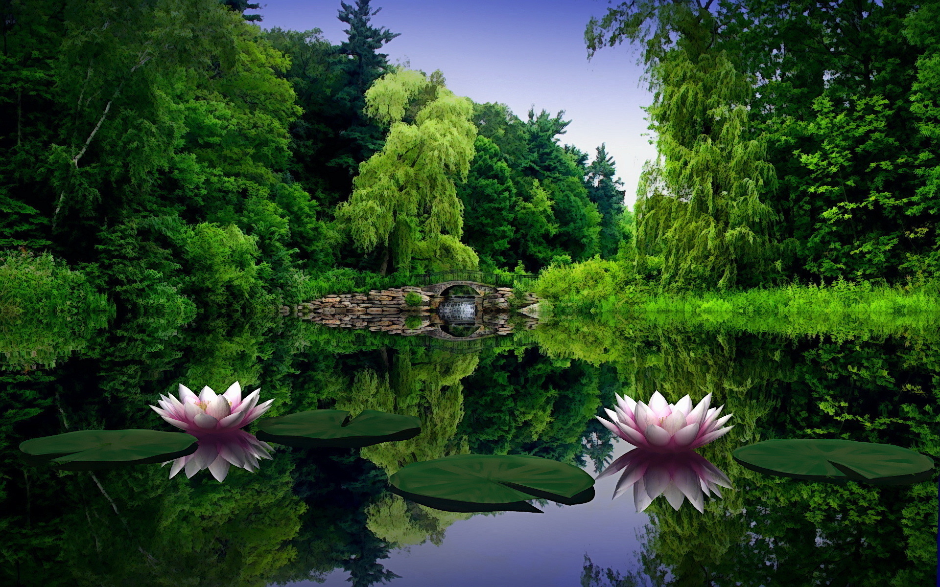 Pond With Water Lilies Wallpaper And Image Pictures