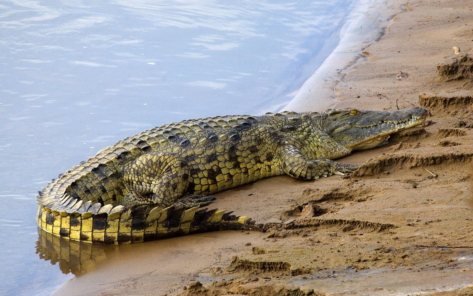 Best Nile Crocodile Wallpaper River