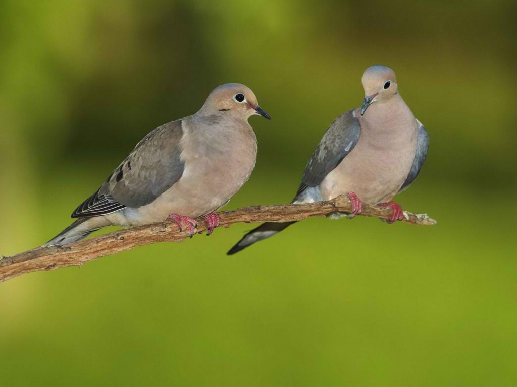 Doves Image HD Wallpaper And Background Photos