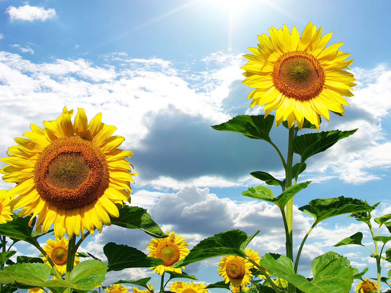 Image Sunflowers Desktop Pc Android iPhone And iPad Wallpaper