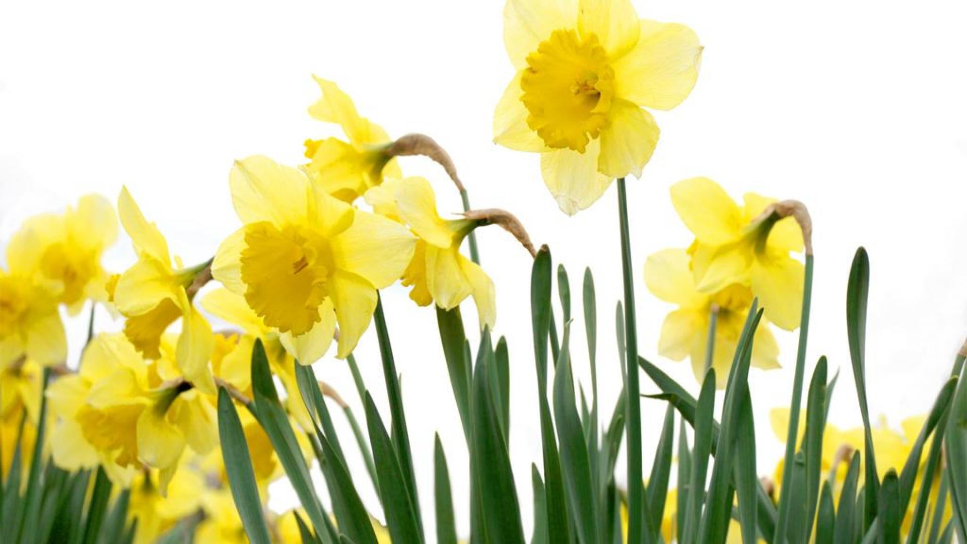 Spring Daffodil Wallpaper High Definition Quality Widescreen
