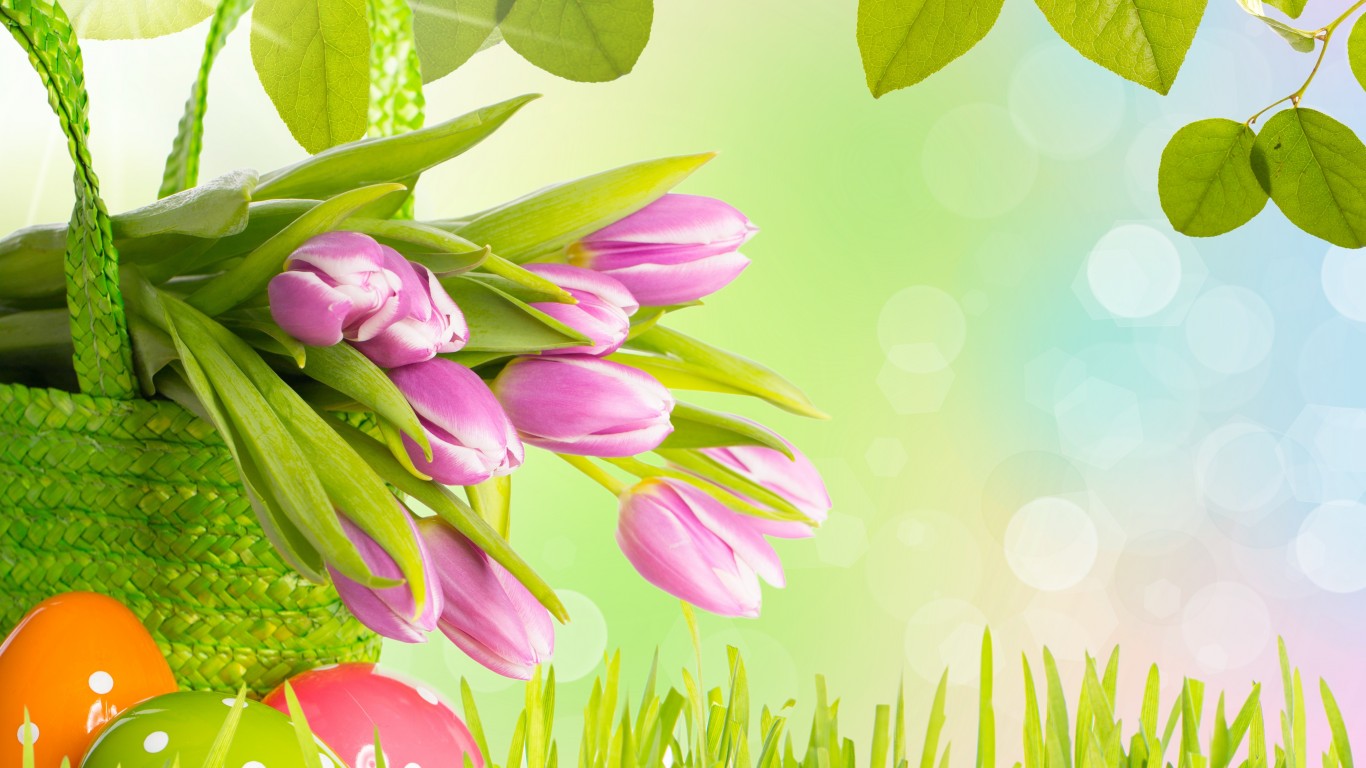 Tulip flower pictures for girls desktop wallpaper