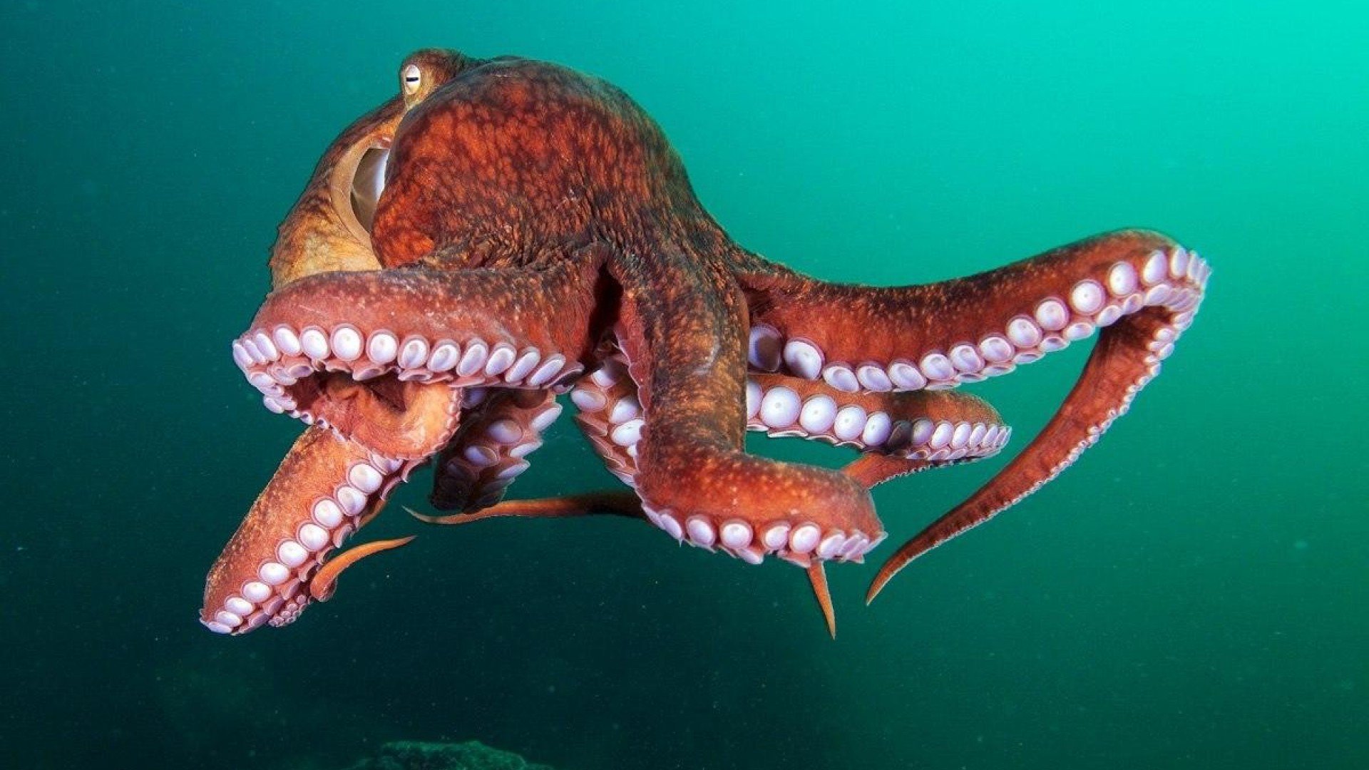 Octopus Sealife Underwater Ocean Sea Wallpaper Background