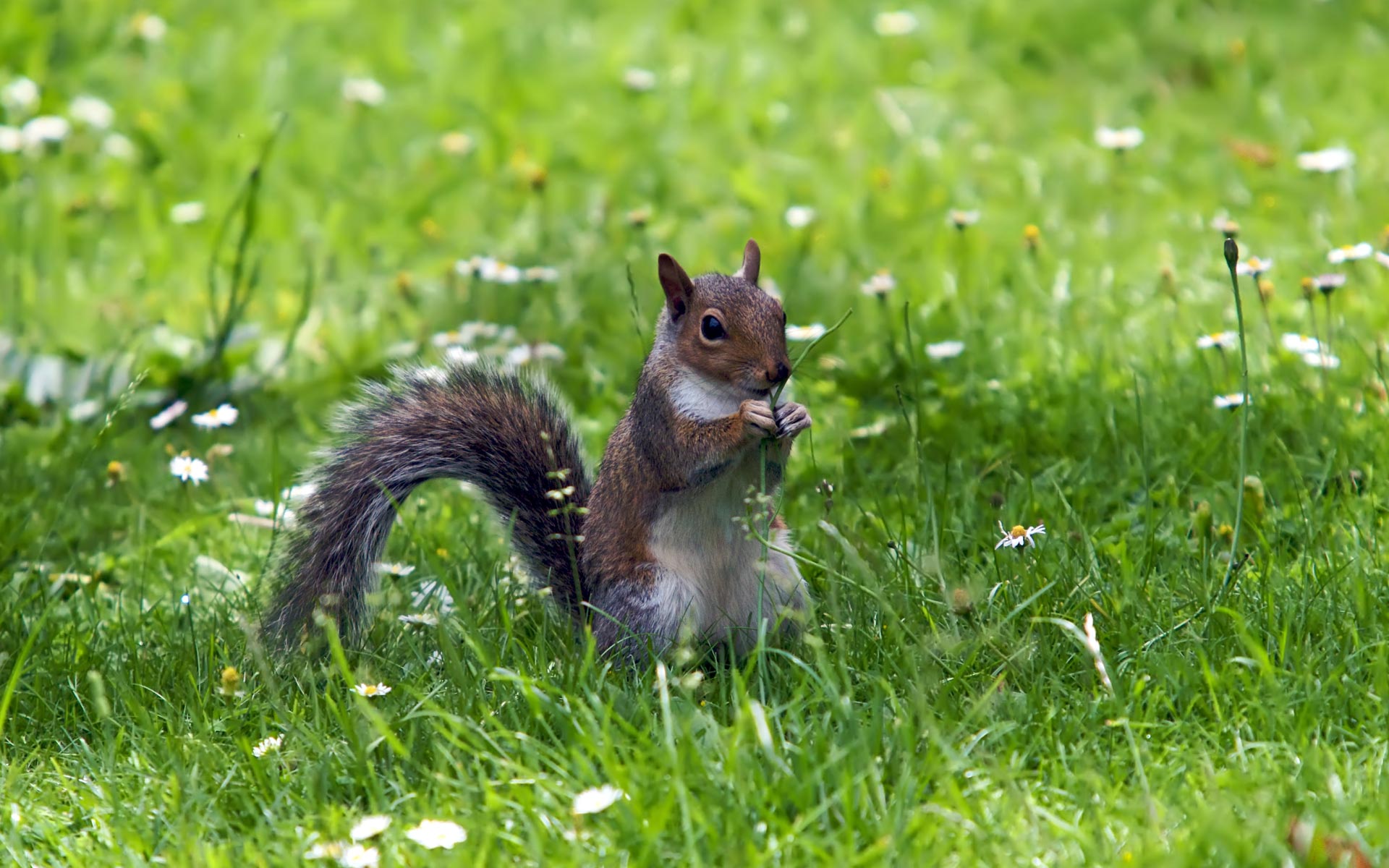  background funny squirrel backgrounds fun grass eating wallpapersjpg 1920x1200