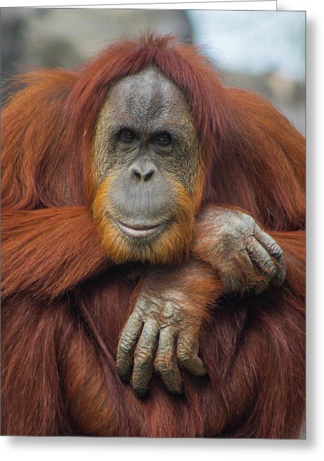 Orangutan Portrait Greeting Card By Kimberly Blom Roemer