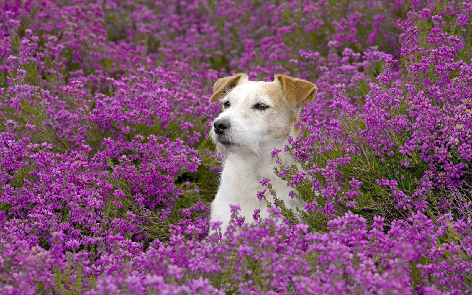 Beautiful Dog In The Fields