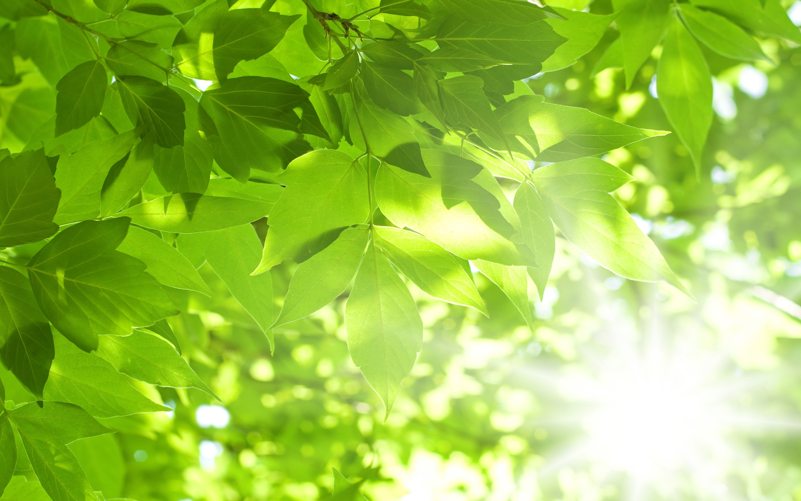 Wallpaper Leaves Green Pattern