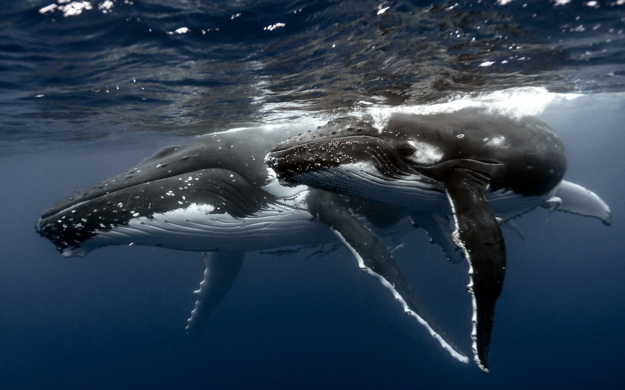 Blue Whale Wallpaper Image
