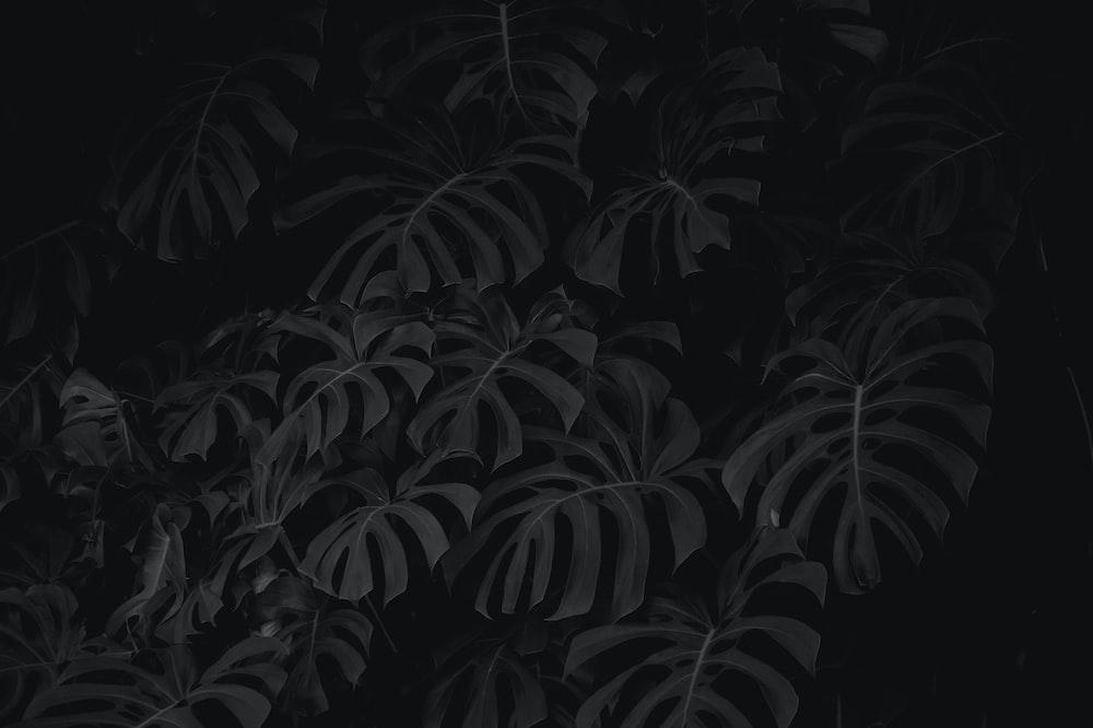 Black Wallpapers Free HD Download [500 HQ]