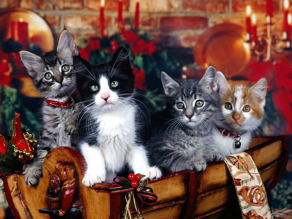 Animals Christmas Kittens Desktop Wallpaper S