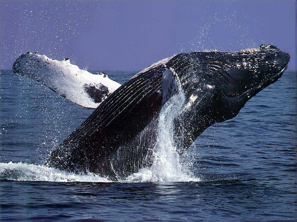 Humpback Whales Wallpaper Desktop