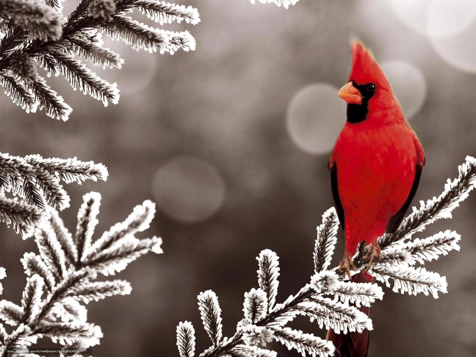 Download wallpaper red bird angry snow free desktop wallpaper in